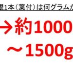 大根100gはどれくらいか 大根0gや300gはどのくらいか 大根100グラムや0グラムや300グラム ウルトラフリーダム